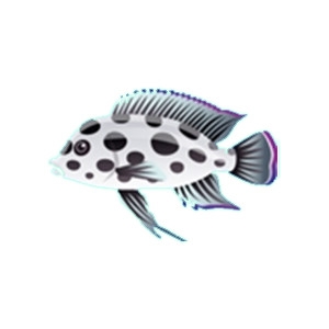 Polka Dot Cichlid